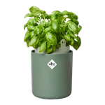 bouncy basil leaf green